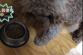 对挑食的狗子就得这么治！屡试不爽，乖乖吃狗粮 #作业#视频封面