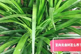 室内龙血树怎么养才能不干尖？养护方法看过来吧！视频封面