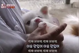 《动物农场》：出家者为小狗狗和狗妈妈操碎了心………
