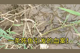 在岸上生活的鱼，螃蟹一条死鱼引发的斗争，弱肉强食！你们看看！视频封面