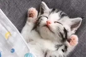 小奶猫在空调房装睡不醒，主人无奈使出绝招，下一秒大家忍住别笑