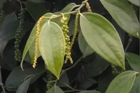 胡椒，好吃好看有用的农村植物，你们老家叫什么怎么用？