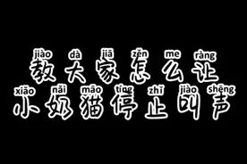 教大家怎么让小奶猫停止叫声
