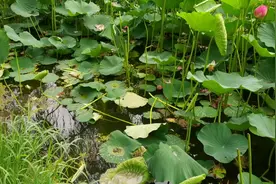 美！呼和浩特这个地方荷花大喷绽放，单朵花期仅2至3天，快来看吧视频封面