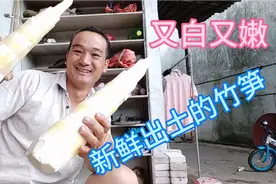 竹笋：是一种健康美食，但它是有毒的，掌握好以下要点就安全了！