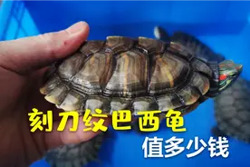 刻刀纹的巴西龟漂亮好看，你觉得值多少钱？100块钱值吗？