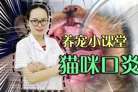 宠物医生讲解超级干货，猫咪口炎的治疗方法，建议铲屎官们收藏视频封面