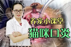 宠物医生讲解超级干货，猫咪口炎的治疗方法，建议铲屎官们收藏视频封面