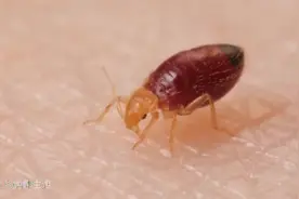 藏在被子里“吸血鬼”——床虱视频封面