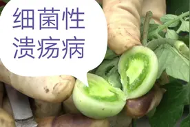 西红柿细菌性溃疡病！视频封面