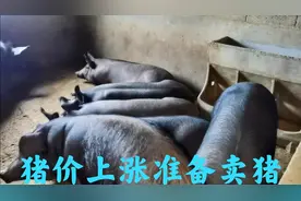 猪价全线上涨，农夫准备卖猪，猪场即将面临断粮危机