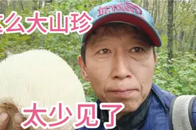 今天上山采蘑菇，发现两个大山珍，这么大的猴头菇太少见了。