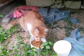 猫粮和鸡肉条建起了流浪猫的信任…每天楼下小区喂喂流浪猫…