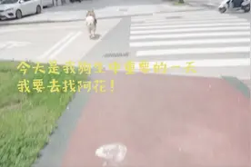 大G：我终于完成了我的毕生狗愿 ，与阿花相遇了！