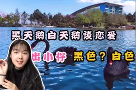 黑天鹅配白天鹅孵出小仔！真实拍摄现场，没想到是这颜色…太可爱
