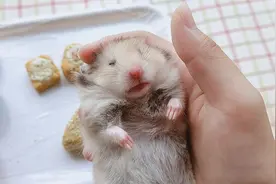 主人给仓鼠做草饼，没想仓鼠躺在主人手上睡着了，太可爱了