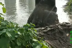 包月挖掘机，万能的包月挖掘机。一台挖机可以包干工地上的所有活视频封面