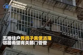 五楼养鸽子扰民 街道办事处要下整改通知书视频封面