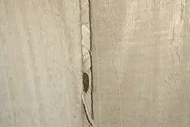 北方的蟑螂