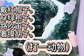 谜语、打一动物》头戴红帽子。身穿绿袍子。走路吹笛子。坐着摸胡视频封面