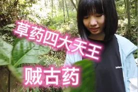 田园丫头上山采补药， 意外发现了盗贼的跌打损伤护身神药四片瓦