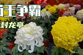 3分钟看完开封龙亭菊花展，看看菊王花落谁家，10月的菊花真美。