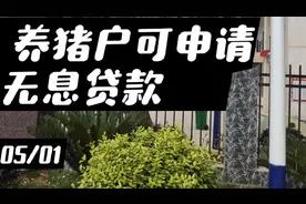 养猪户可申请无息贷款，邓阿姨一口气申请15万。视频封面