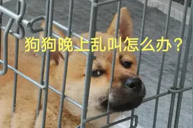 幼犬新到家晚上乱叫，进笼子叫怎么办？该做笼内训练啦视频封面