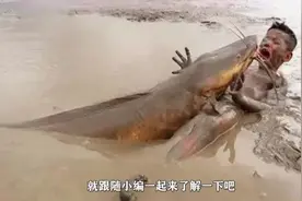 小男孩田间抓鱼，忽然一条大鱼窜了上来，镜头记录捕鱼全程.mp4