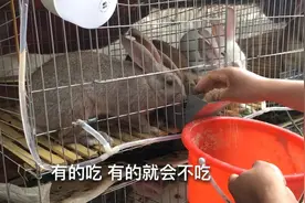 用这种拌料方法喂兔子，兔子养的又肥又大，还不容易生病！