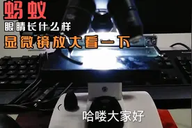 蚂蚁放大观察蚂蚁的眼睛长什么样跟随我的视角一起看吧视频封面