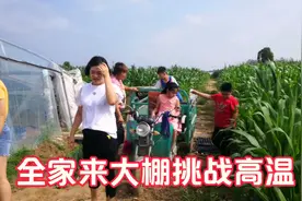 农村大棚豆角怎样搭架绳，简单实用又省钱，一家人2小时干一亩