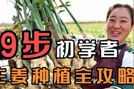 2021年生姜种植技术和时间，初学者9步掌握生姜种植全攻略！视频封面