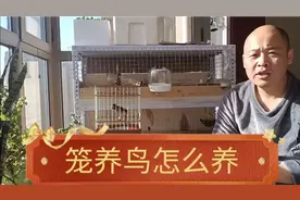 关内小城：笼养鸟怎么喂养，今天谈谈我的经验，大家觉得对不对