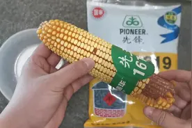 中美合资高产玉米品种，穗行数18到20行，公顷产量30000斤，很棒