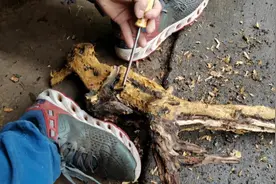 去皮去腐是做根不可少的手工环节，每个根都会有它自身价值的存在