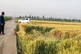 麦收季山东一夜冰雹暴雨，农村马姐早起去看小麦，还好倒伏不严重视频封面