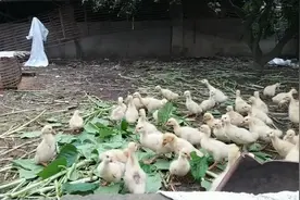 农村大叔养的小鹅吃这种植物，肉质会变得更加好视频封面