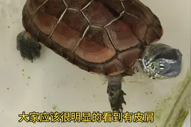 乌龟蜕皮与腐皮如何分辨？听听园长怎么说