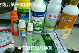 芒果谢花第三次上药
必须用对拉长药视频封面