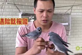 鸟儿遇险报警是如何防范的？小灰燕用洪亮的报警声告知同伴有危险视频封面