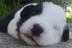 其实不是不可以带不满月的小狗出门，注重这些小小细节，反而更好