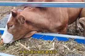 7分22秒，教您怎样青储玉米秸秆喂牛，高手进阶必看，学会就赚到