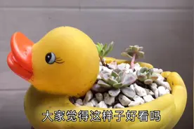 创意花盆：太萌啦！多肉入坑后，玩具小黄鸭也不放过，改造种多肉视频封面