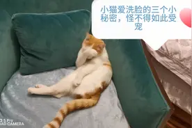 为啥小猫爱洗脸，三个秘密让你爱上它