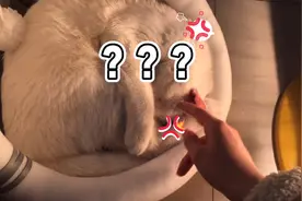 猫咪在睡觉，把它弄醒会怎样？最后猫咪的做法暖心