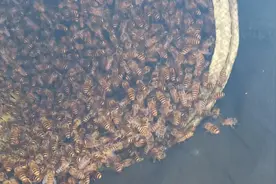 野外收蜂过箱核心技术，不在逃跑，很多养蜂师傅都失败过的视频封面