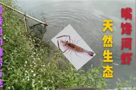 嘴馋去门口河中捞虾，最传统捕捞方法，看收获可以喝一杯小酒。