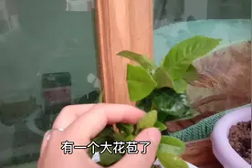 小裴在拼多多买了好多花苗，3块钱一盆，既便宜又好，超值视频封面