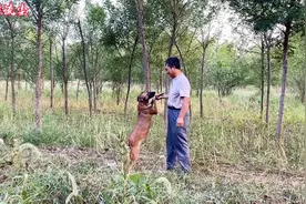 牧羊犬咋训练？养羊大叔边放羊，边训练牧羊犬，有板有眼真不错！视频封面